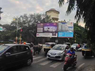 Sacred cows crossing street during rush hour