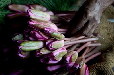 Yong lotus flowers