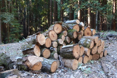 Lots of logs cut up into manageable size.  Moving them out is a daunting task