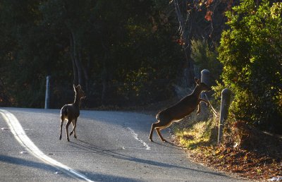 Two deer jump out of the push before the start of the hike