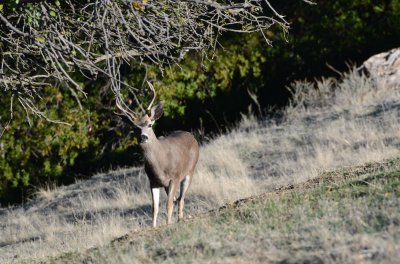 A buck is taking a good look of me before it gets back to eating