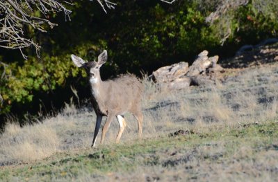 The buck is younger with horns still developing