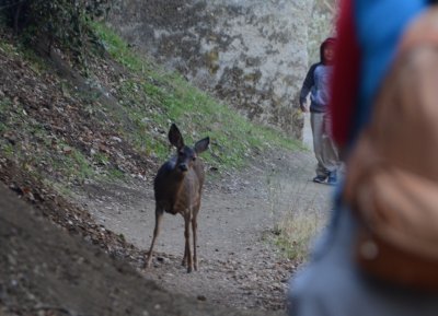 A deer is sharing a path with hikers coming from different directions