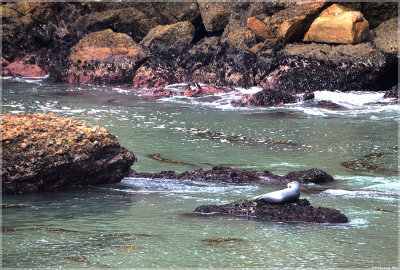 Wildlife