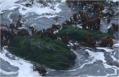 Sea kelps of different varieties 