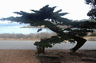 Monterey Pines