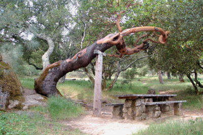 Dancing tree