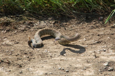 This rattlesnake makes noise as if he were a flamenco dancer