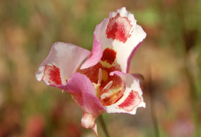 Dancing Mariposa lily