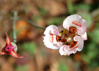 Curly Mariposa lily