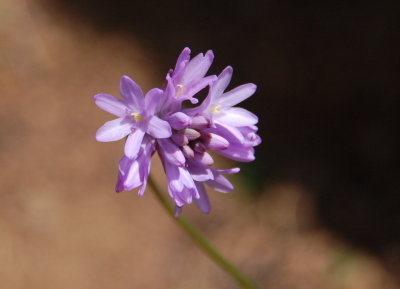 Purple wild flower