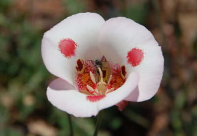 Mariposa lily and insect
