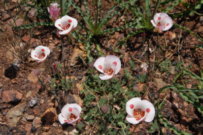 Clusters of Mariposa lilies