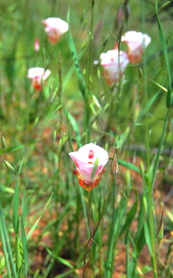 Cluster of Mariposa lilies