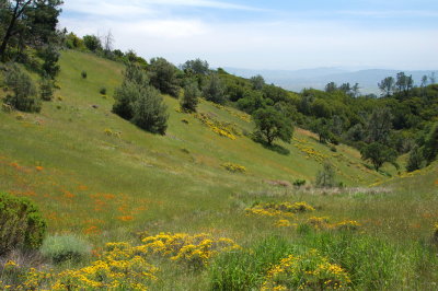 The hills are covered with wild flowers
