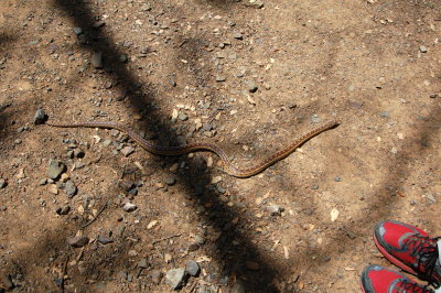 A grass snake glides across the path and into the bushes