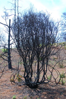 Burnt bushes