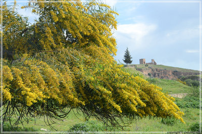 The area near Fez blooms in April