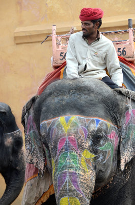 Many elephants are decorated with auspicious patterns