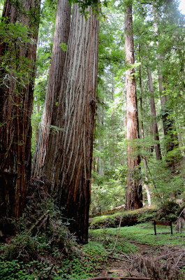 These trees are older than the US history, probably