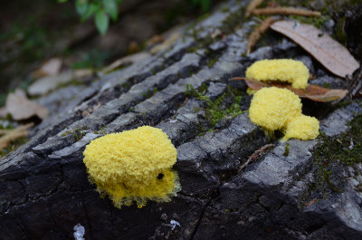 Yellow-color moss, or albino moss?