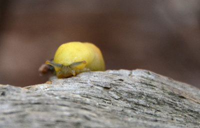 Baby banana slug