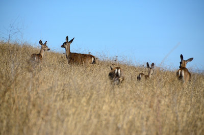 Parents and three young deer