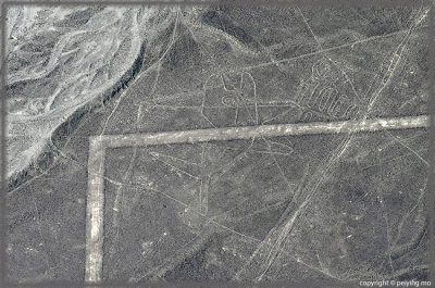Nazca line: Shark