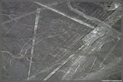 Nazca line: parrot