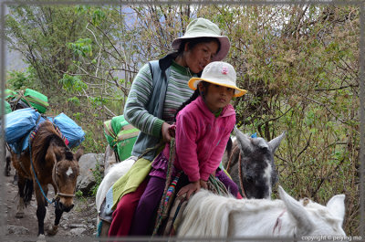 Donkeys and horses are used to carry goods and transport people