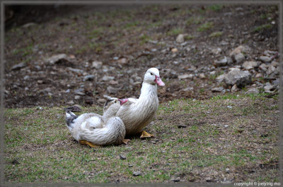 Free range ducks, pigs, chickens, and donkeys share the same playground