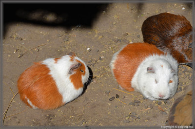 Cute guinea pigs, killed only for special visitors