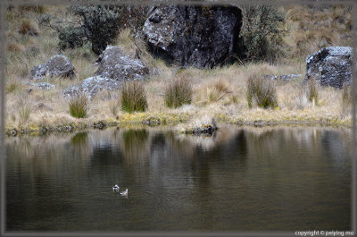 Two ducks playing at this seasonal pond