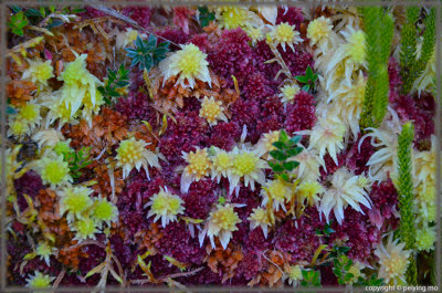 Flowers and Plants