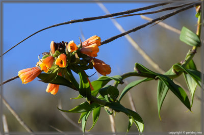 Flowers and Plants