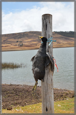 Someone so cruel to have killed and hung this coot dry