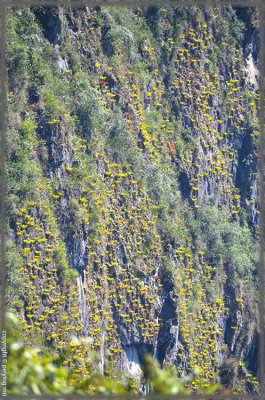 Floras on the cliff of the mountains