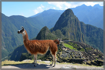 The most iconic images of Peru: Machu Picchu and llama
