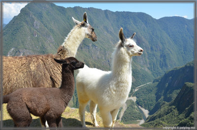 Insect, Wildlife & Camelids
