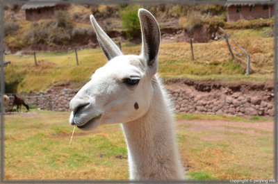 The Cindy Crawford of llama
