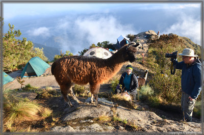 Llama cria posing for tourist