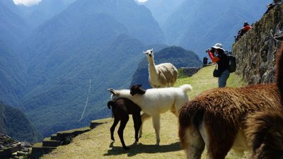 A Llama charms me while two crias are frolicking with one another