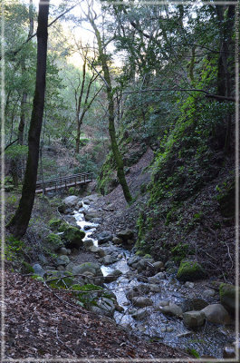 Swanson Creek - down stream