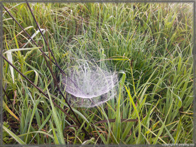 Spiderwebs form interesting nets on the ground cover