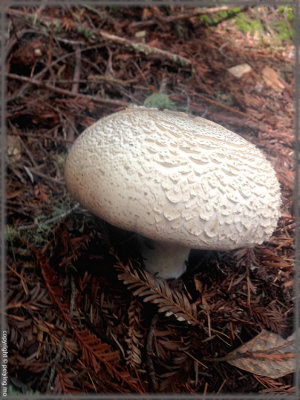 Wild mushroom bigger than the palm of my hands