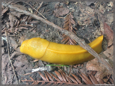 Banana slugs make the dangerous trail crossing