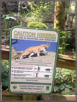 Warning of mountain lion in real picture