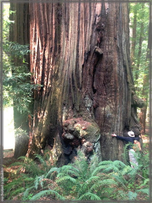 A giant tree at the heritage grove