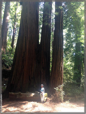 The other side of the giant redwood