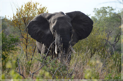 The African elephant is called as such because of the shape of their ears